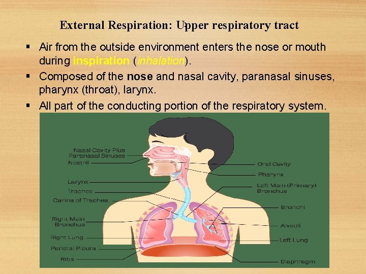 : External Respiration: Upper respiratory tract Air from the outside environment enters the nose