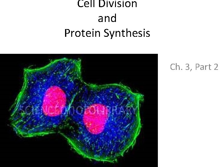 Cell Division and Protein Synthesis Ch. 3, Part 2 