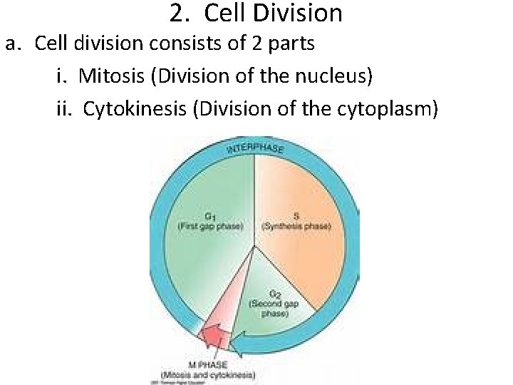 2. Cell Division a. Cell division consists of 2 parts i. Mitosis (Division of