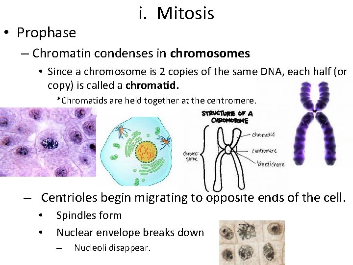  • Prophase i. Mitosis – Chromatin condenses in chromosomes • Since a chromosome