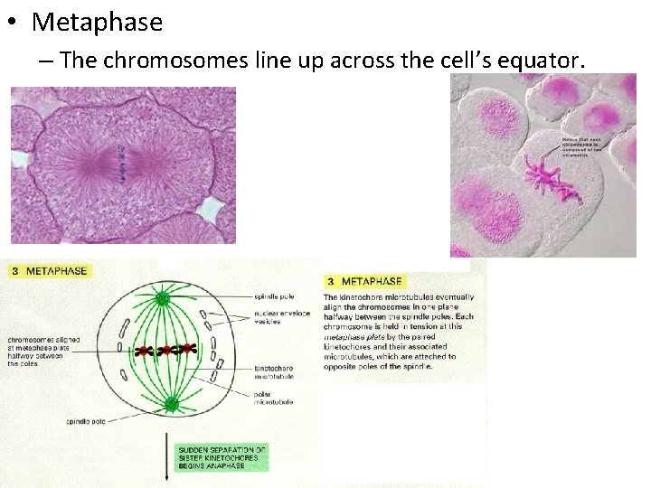  • Metaphase – The chromosomes line up across the cell’s equator. 