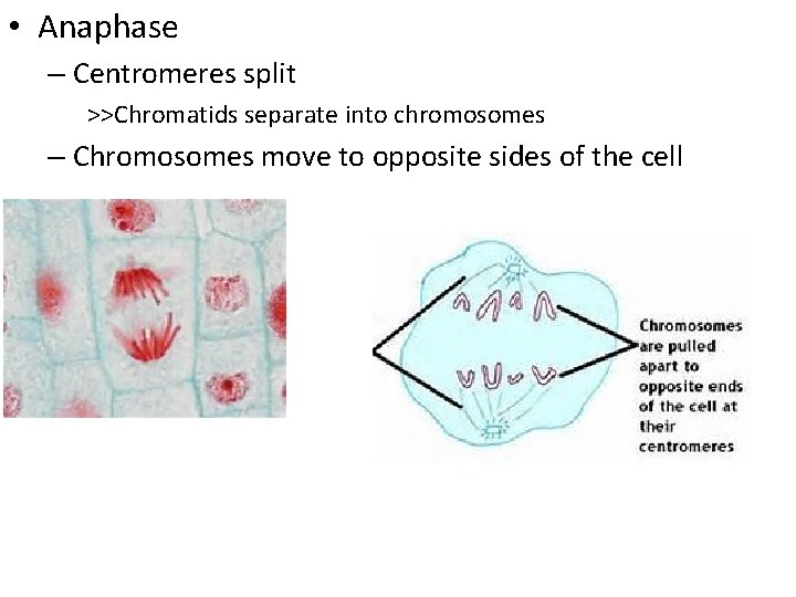  • Anaphase – Centromeres split >>Chromatids separate into chromosomes – Chromosomes move to