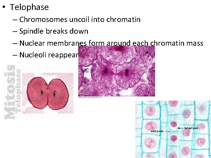  • Telophase – Chromosomes uncoil into chromatin – Spindle breaks down – Nuclear