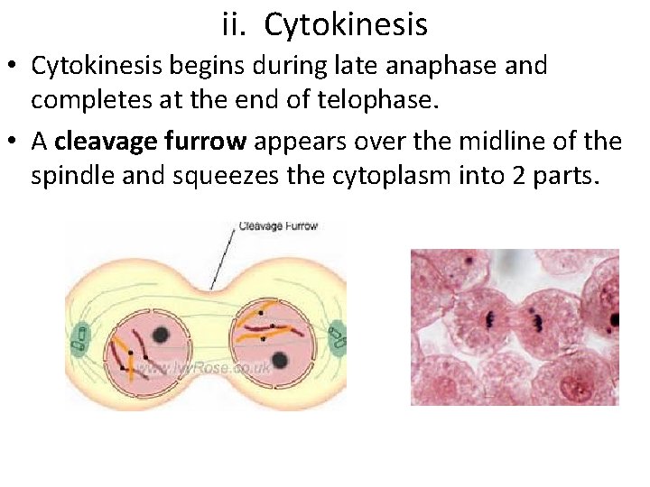 ii. Cytokinesis • Cytokinesis begins during late anaphase and completes at the end of