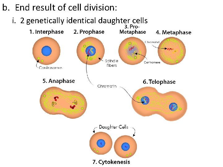 b. End result of cell division: i. 2 genetically identical daughter cells 