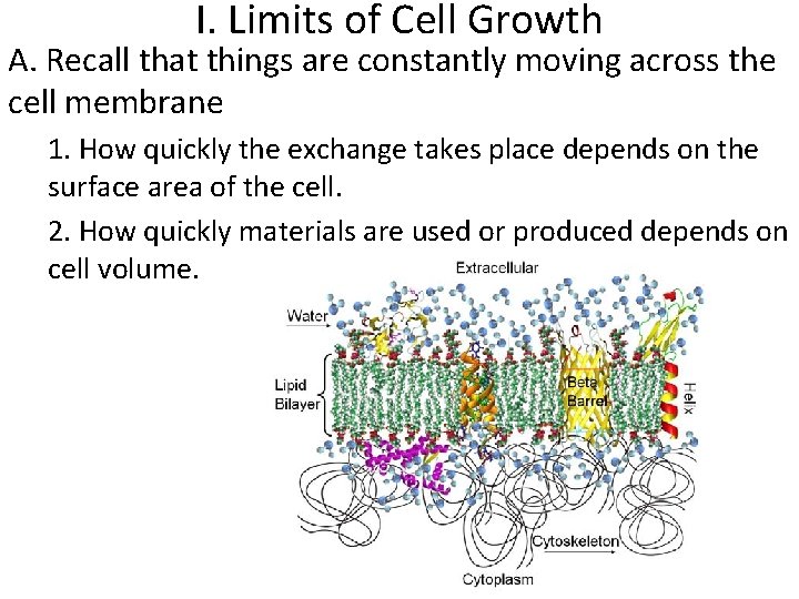 I. Limits of Cell Growth A. Recall that things are constantly moving across the
