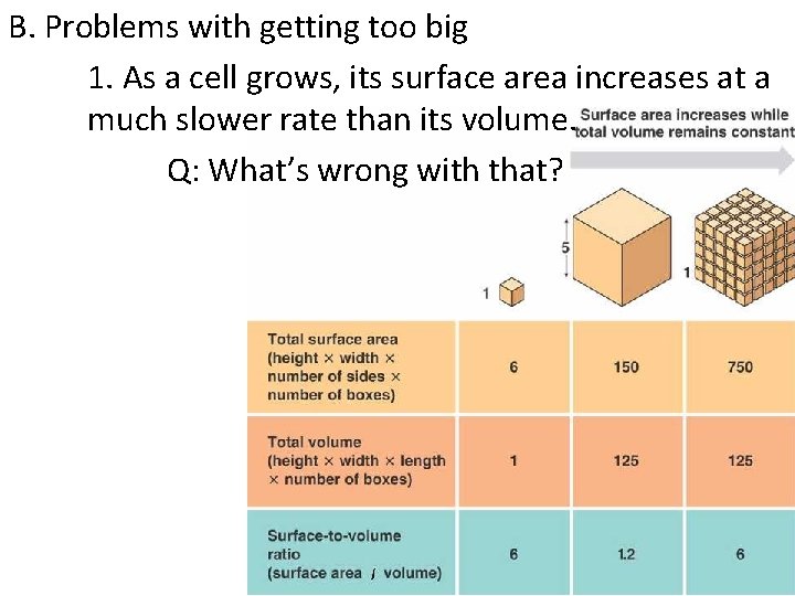 B. Problems with getting too big 1. As a cell grows, its surface area
