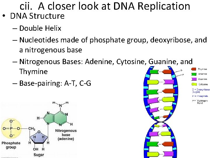 cii. A closer look at DNA Replication • DNA Structure – Double Helix –