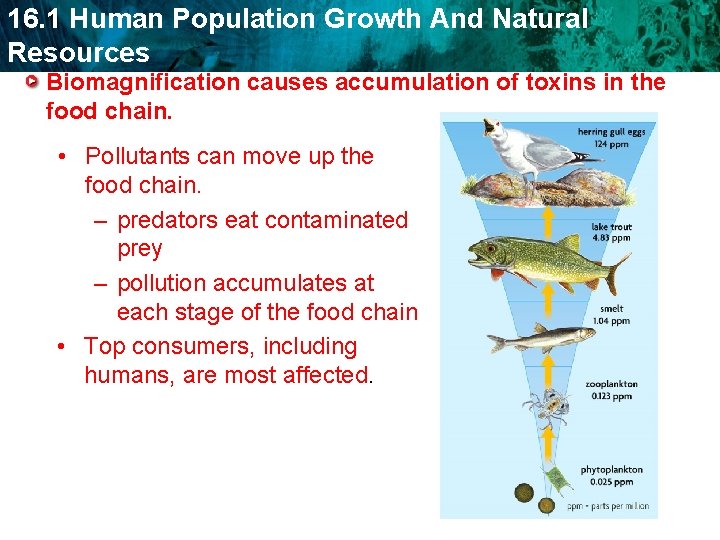 16. 1 Human Population Growth And Natural Resources Biomagnification causes accumulation of toxins in