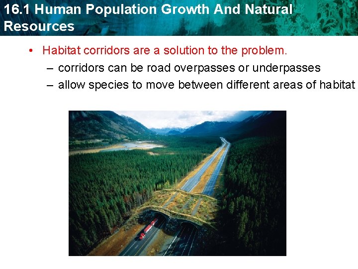 16. 1 Human Population Growth And Natural Resources • Habitat corridors are a solution