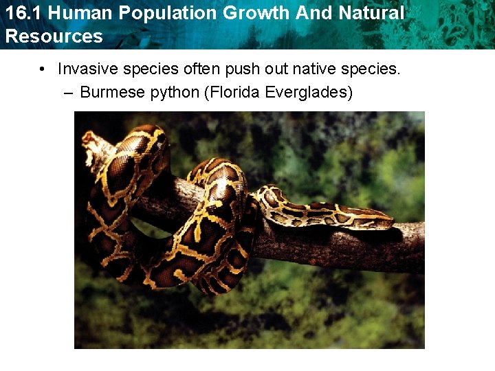 16. 1 Human Population Growth And Natural Resources • Invasive species often push out