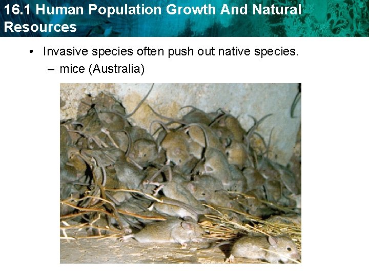 16. 1 Human Population Growth And Natural Resources • Invasive species often push out