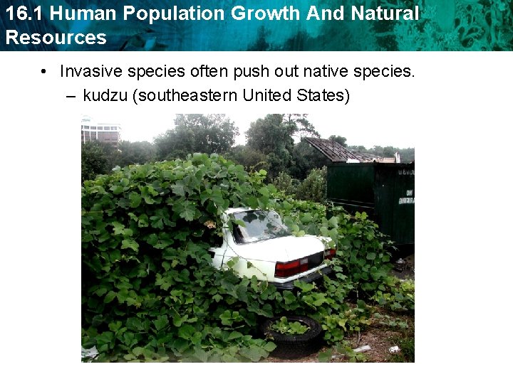 16. 1 Human Population Growth And Natural Resources • Invasive species often push out