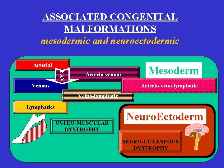 ASSOCIATED CONGENITAL MALFORMATIONS mesodermic and neuroectodermic Arterial FAV Arterio-venous Venous Mesoderm Arterio-veno-lymphatic Veino-lymphatic Lymphatics ASSOCIATED CONGENITAL MALFORMATIONS mesodermic and neuroectodermic Arterial FAV Arterio-venous Venous Mesoderm Arterio-veno-lymphatic Veino-lymphatic Lymphatics