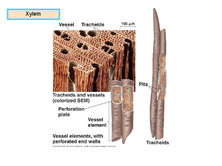 Xylem Spring Plant Functions BIOL 1407 Essential Nutrients Chemicals that