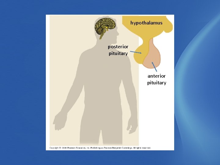 hypothalamus posterior pituitary anterior pituitary 