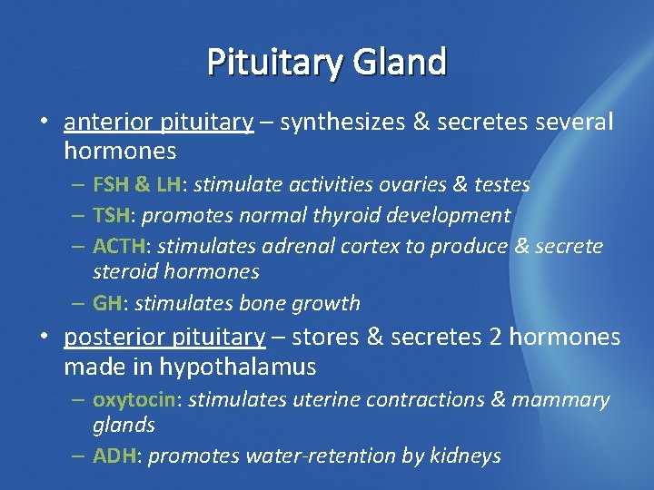 Pituitary Gland • anterior pituitary – synthesizes & secretes several hormones – FSH &