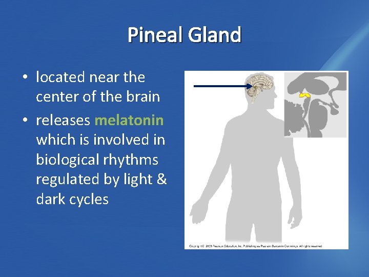 Pineal Gland • located near the center of the brain • releases melatonin which