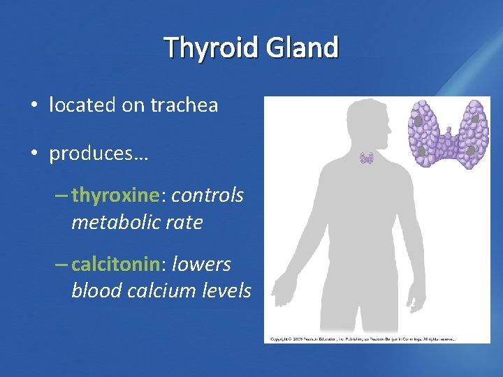 Thyroid Gland • located on trachea • produces… – thyroxine: controls metabolic rate –