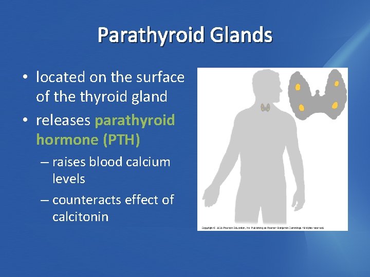 Parathyroid Glands • located on the surface of the thyroid gland • releases parathyroid