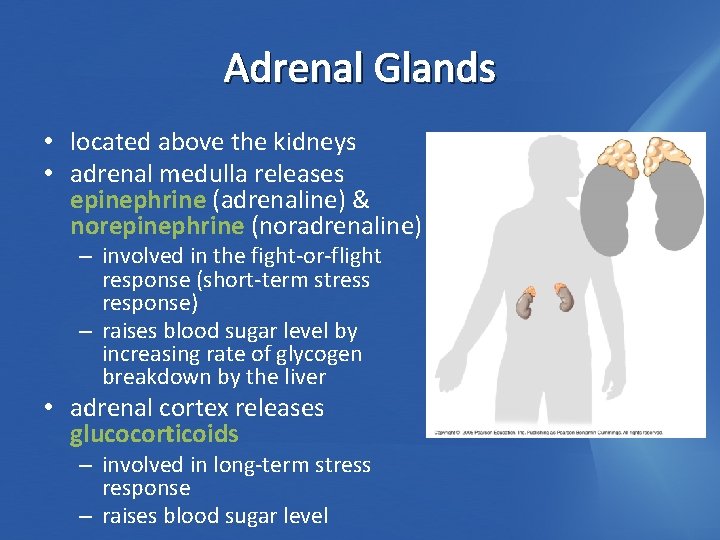 Adrenal Glands • located above the kidneys • adrenal medulla releases epinephrine (adrenaline) &