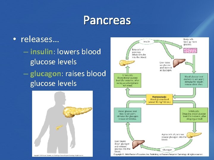 Pancreas • releases… – insulin: lowers blood glucose levels – glucagon: raises blood glucose