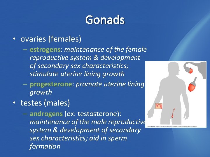 Gonads • ovaries (females) – estrogens: maintenance of the female reproductive system & development