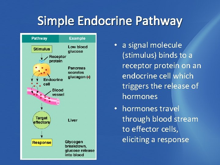 Simple Endocrine Pathway • a signal molecule (stimulus) binds to a receptor protein on