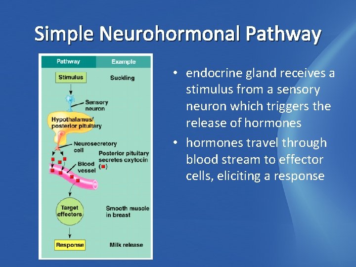 Simple Neurohormonal Pathway • endocrine gland receives a stimulus from a sensory neuron which