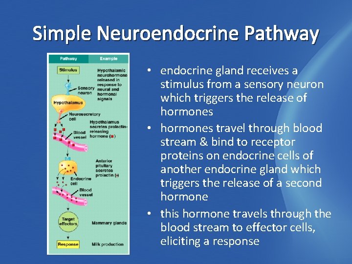 Simple Neuroendocrine Pathway • endocrine gland receives a stimulus from a sensory neuron which