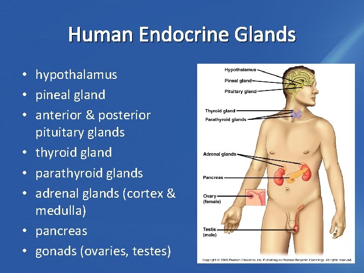 Human Endocrine Glands • hypothalamus • pineal gland • anterior & posterior pituitary glands