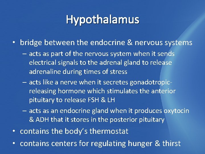 Hypothalamus • bridge between the endocrine & nervous systems – acts as part of