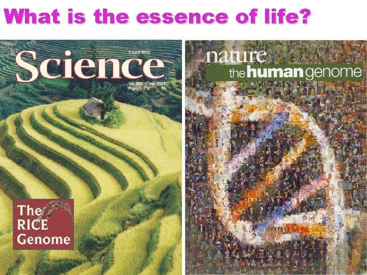 What is the essence of life? 