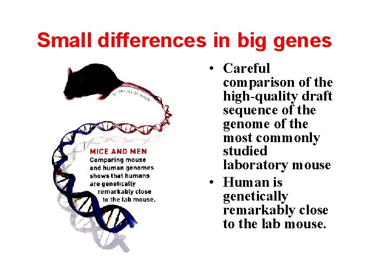 Small differences in big genes • Careful comparison of the high-quality draft sequence of