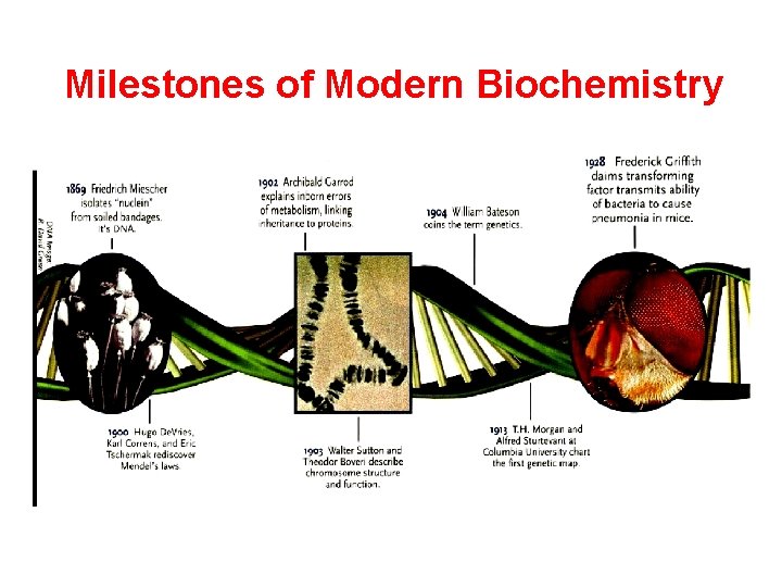 Milestones of Modern Biochemistry 