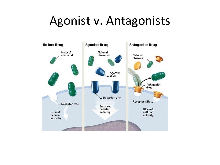 Agonist v. Antagonists 