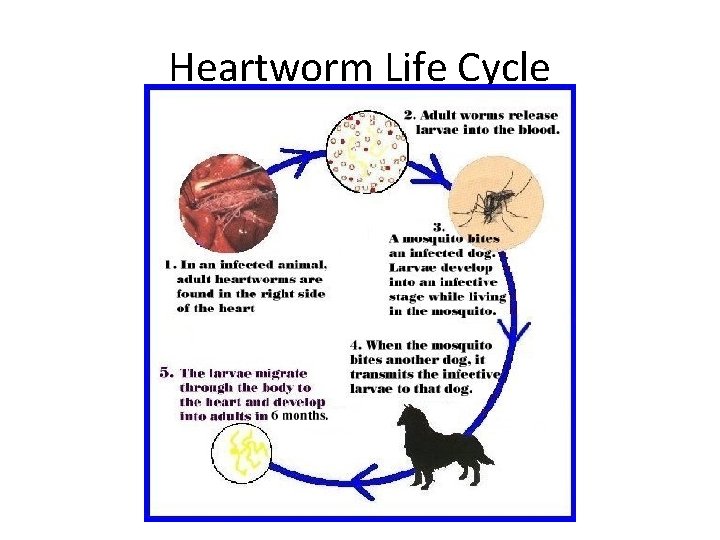 Heartworm Life Cycle 