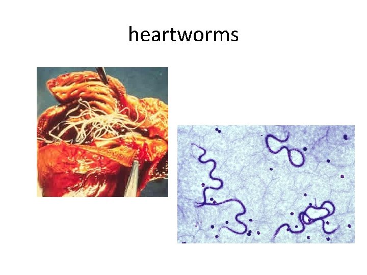 heartworms 