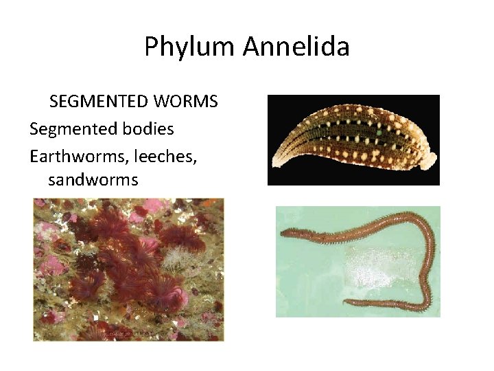 Phylum Annelida SEGMENTED WORMS Segmented bodies Earthworms, leeches, sandworms 