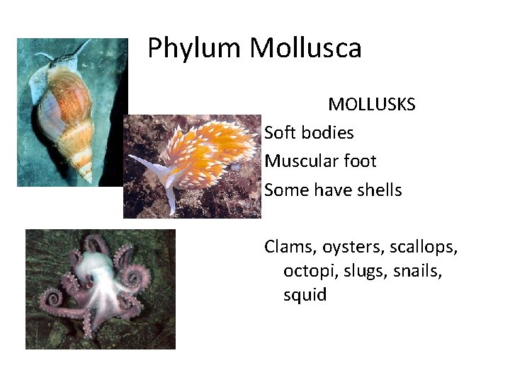 Phylum Mollusca MOLLUSKS Soft bodies Muscular foot Some have shells Clams, oysters, scallops, octopi,