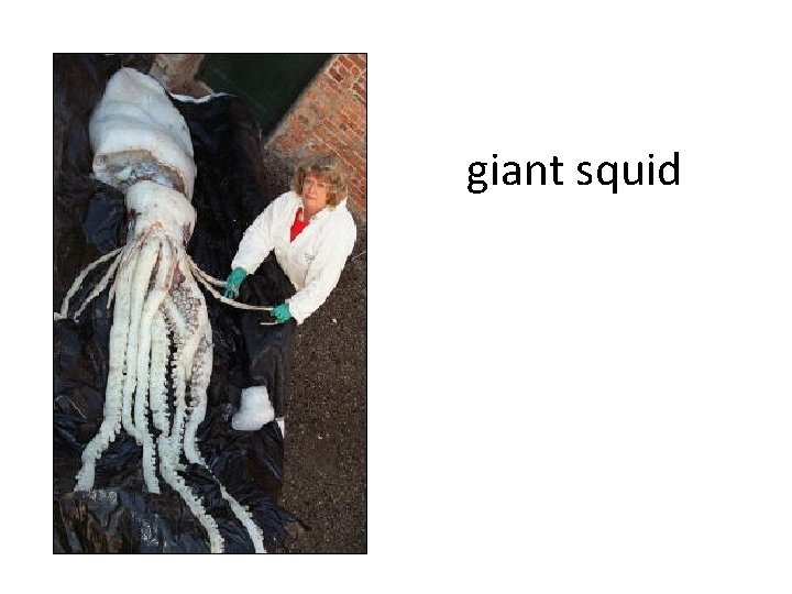 giant squid 