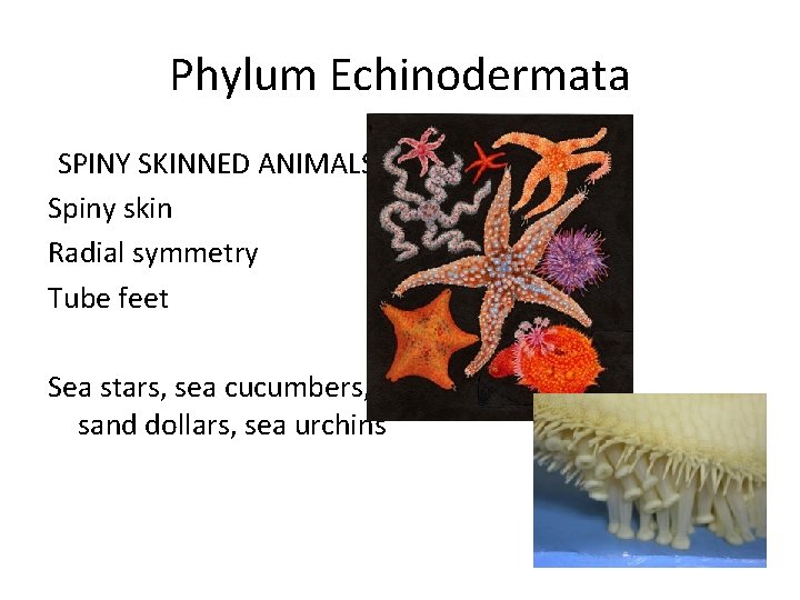 Phylum Echinodermata SPINY SKINNED ANIMALS Spiny skin Radial symmetry Tube feet Sea stars, sea