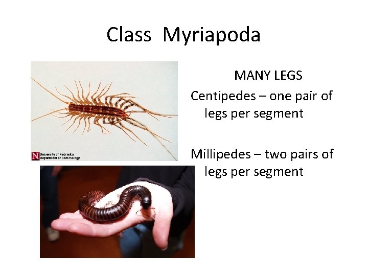 Class Myriapoda MANY LEGS Centipedes – one pair of legs per segment Millipedes –