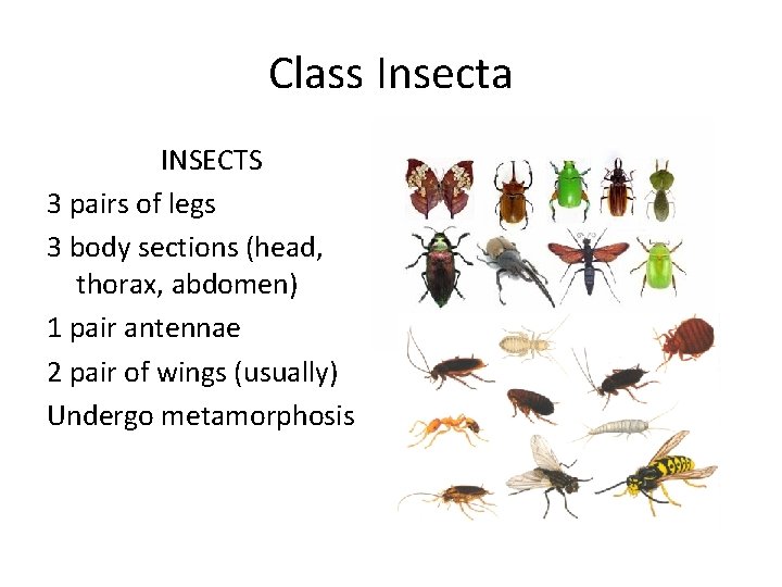 Class Insecta INSECTS 3 pairs of legs 3 body sections (head, thorax, abdomen) 1