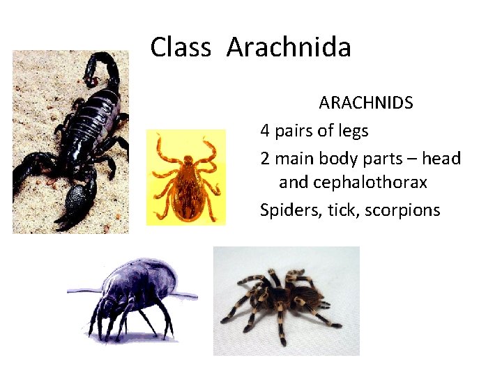 Class Arachnida ARACHNIDS 4 pairs of legs 2 main body parts – head and