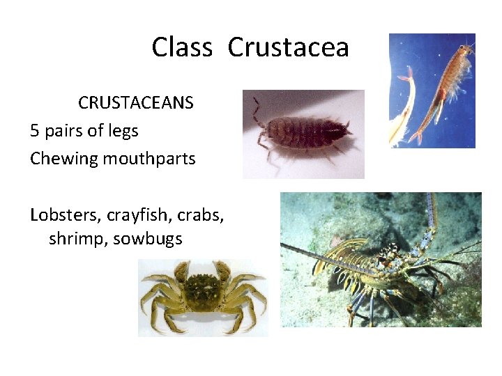 Class Crustacea CRUSTACEANS 5 pairs of legs Chewing mouthparts Lobsters, crayfish, crabs, shrimp, sowbugs