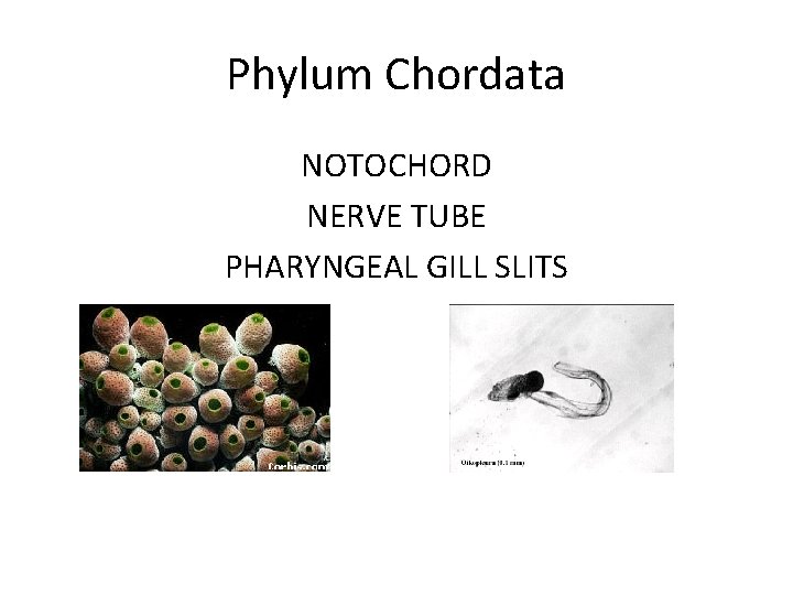 Phylum Chordata NOTOCHORD NERVE TUBE PHARYNGEAL GILL SLITS 