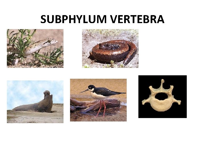 SUBPHYLUM VERTEBRA 