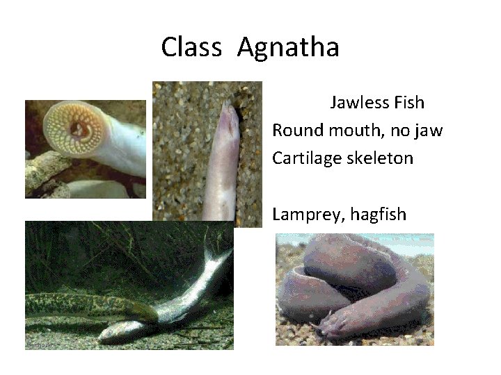 Class Agnatha Jawless Fish Round mouth, no jaw Cartilage skeleton Lamprey, hagfish 