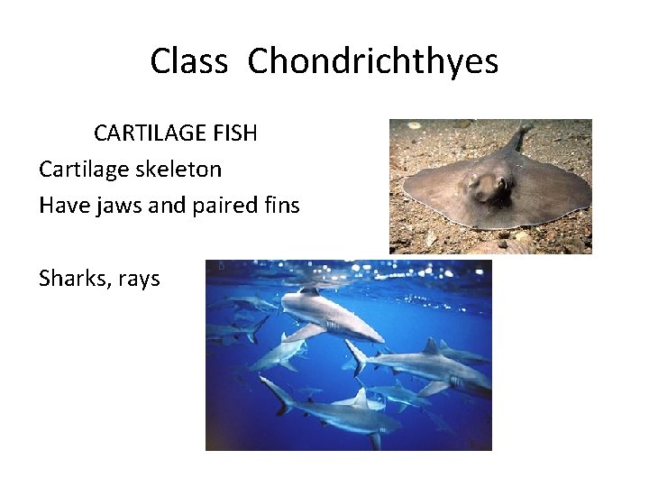 Class Chondrichthyes CARTILAGE FISH Cartilage skeleton Have jaws and paired fins Sharks, rays 
